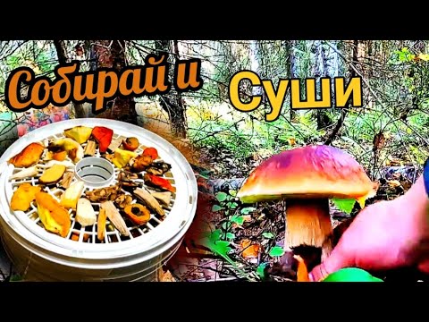 Видео: Заготавливаем грибы и сушим на зиму. Как засушить грибы