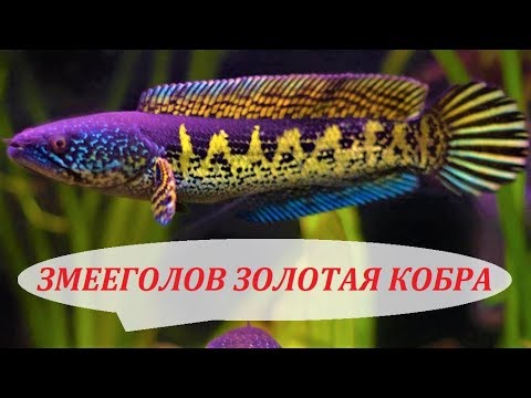 Видео: Рыба ЗМЕЕГОЛОВ  Золотая Кобра в аквариуме. Содержание, совместимость, чем кормить