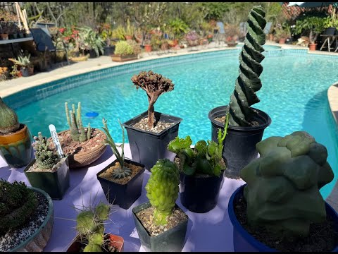 Видео: 15 редких и экзотических кактусов и суккулентов — Эпизод 208