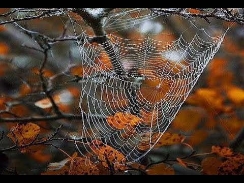 Видео: 🔝 ХуДоЖнИкИ | Живопись маслом | Рисуем вместе | Осень паутинка | Капельки | Александр Григорьев