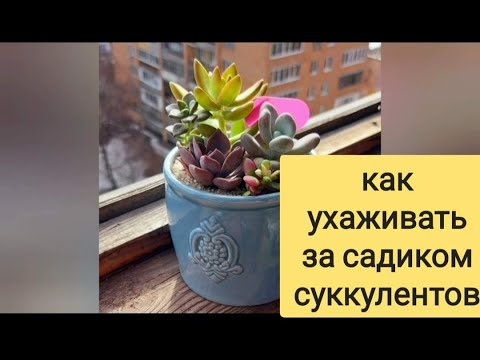 Видео: Как поливать суккуленты