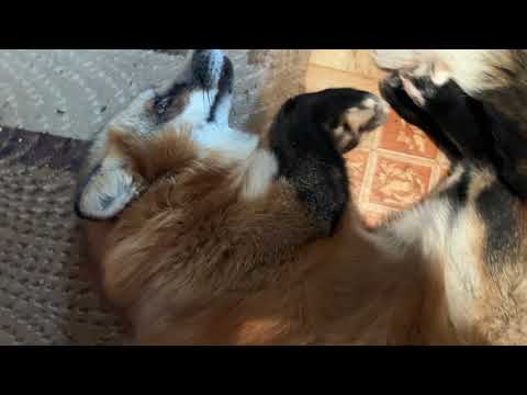 Видео: Разлеглась на проходе