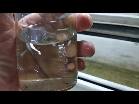 Видео: Рабочий день рыбовода. Личинка осетра и перевод на корм стерляди