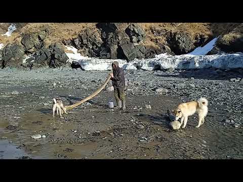 Видео: Анимоны Нижняя челюсть Кита, кладбище морских Ежей. Дальний Восток Охотское море ч. 78 28 05 2024