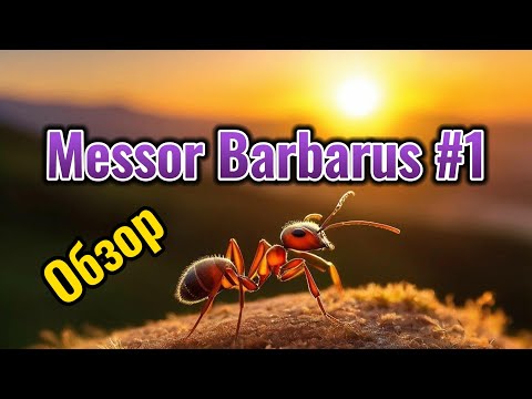 Видео: МУРАВЬИНАЯ ФЕРМА. messor barbarus #1. Обзор