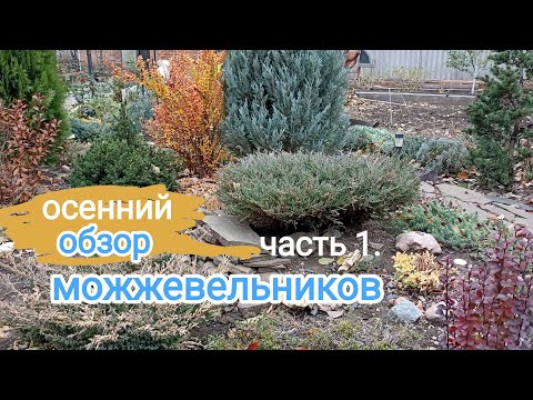 Видео: МОЖЖЕВЕЛЬНИКИ в середине ноября, ОБЗОР. Часть 1.