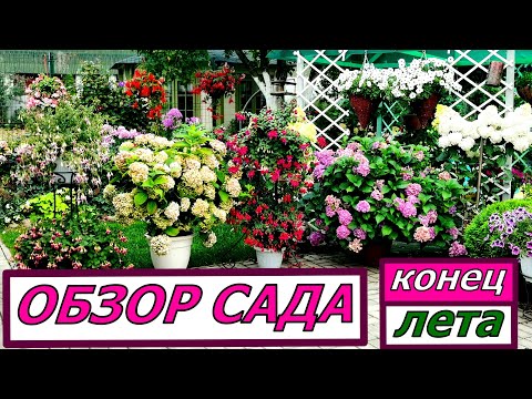 Видео: Конец лета, а САД в полном соку. Обзор цветов на 1 сенября