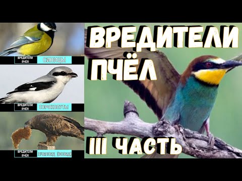 Видео: Вредители пчёл - ІІІ часть