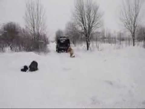 Видео: Десантирование с Транспортного Средства