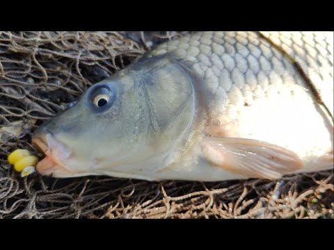 Видео: Рыбалка в Казахстане , озеро КАЙНАР, бешеный клёв карпа на донки