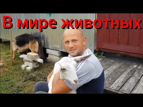 Видео: Новая серия о жизни семьи на хуторе в лесу . Ясли для свинки "бочки"