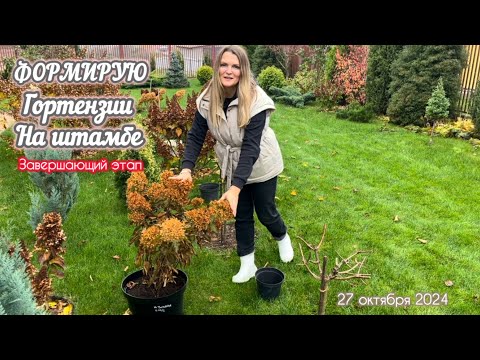 Видео: Как сформировать гортензию на штамбе?! В горшке и в грунте. Завершающий этап.