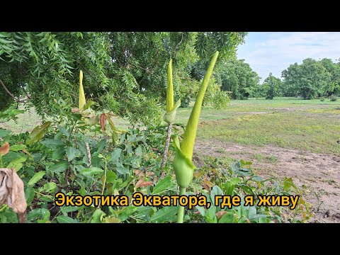 Видео: #120 Экзотические растения Африки / Гана