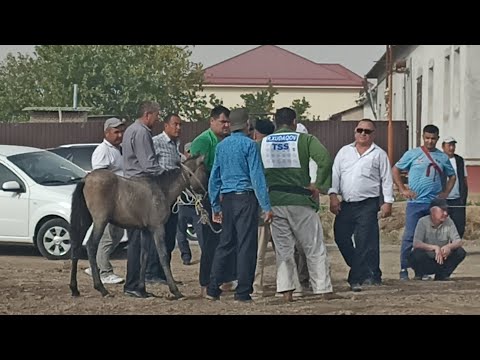 Видео: 25-09-2024 Берік палуан Жүсіпбековтың келін түсіру тойы