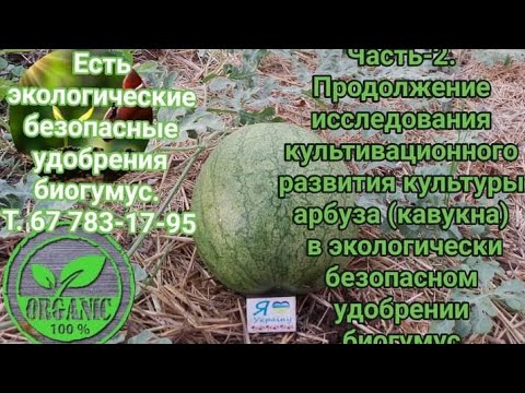 Видео: Исследование развитие арбуза в самому удобрении биогумус.Толкование выращивание арбузов organic 100%