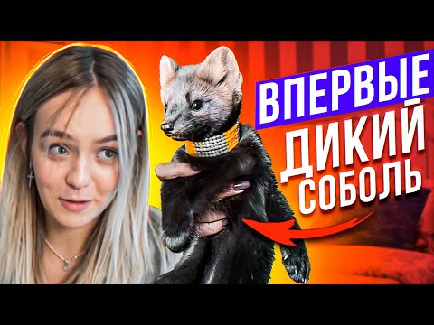 Видео: ВПЕРВЫЕ - МЕНЯ УКУСИЛ ДИКИЙ СОБОЛЬ!