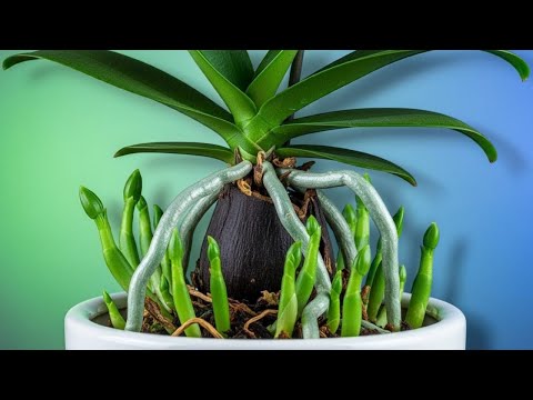 Видео: Забудьте об удобрениях! Этот простой рецепт помог моим орхидеям расцвести!