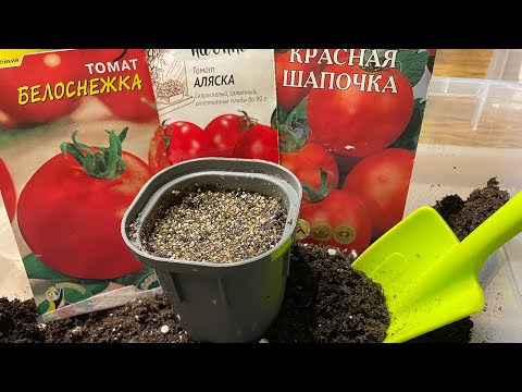 Видео: СЕЮ ТОМАТЫ ДЛЯ РАННЕГО УРОЖАЯ! Для открытого грунта!