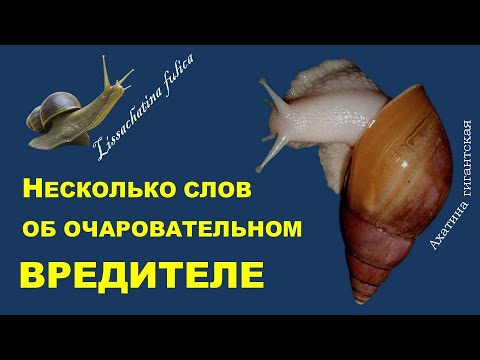 Видео: Несколько слов об очаровательном вредителе