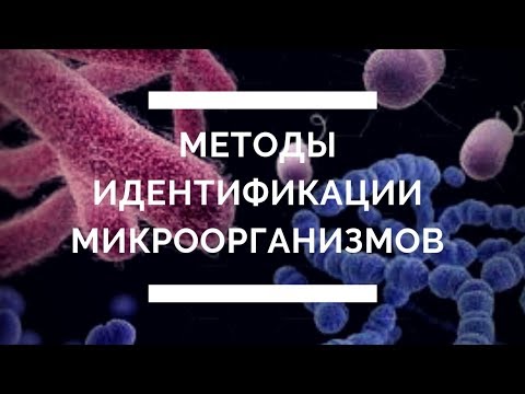 Видео: Методы идентификации микроорганизмов [#YouTube_ветеринарные_курсы)