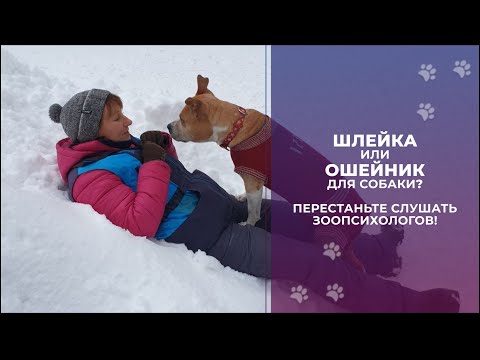 Видео: Шлейка или ошейник для собаки? Перестаньте слушать виртуальных зоопсихологов!