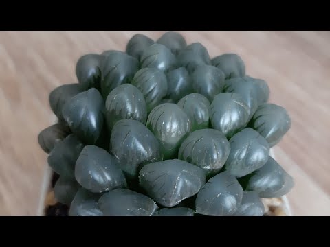 Видео: Обзор моей коллекции суккулентов часть 8, Хавортии эониумы, и другие излишки продажа