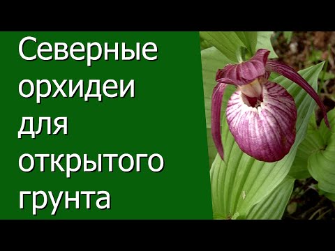 Видео: Северные орхидеи для открытого грунта