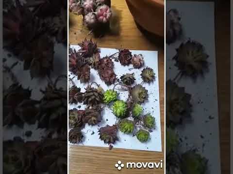 Видео: 🌼Как дошла моя посылка с молодилами с Алтая на Кубань.