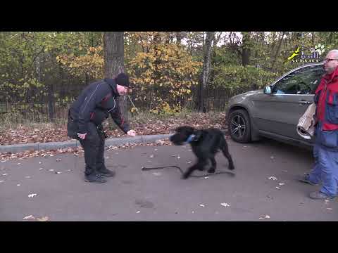 Видео: Послушание в защите, вибрация и корм, ризеншнауцер Гектор