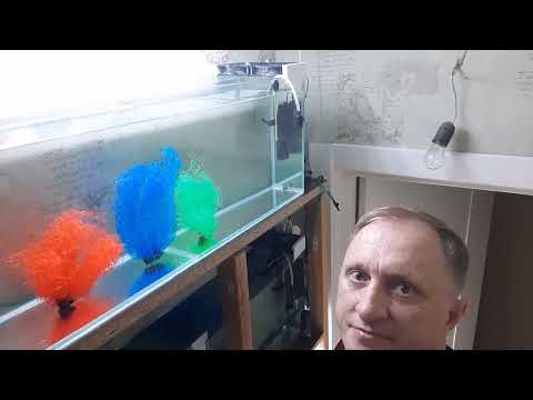 Видео: Коридорас Штерба разведение.