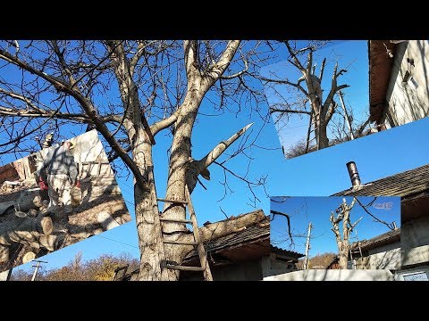 Видео: Будни. Опасное дерево. Орех надо спилить.