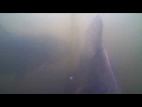 Видео: Первое УНИКАЛЬНОЕ видео питание толстолоба технопланктоном под водой. Такого ВЫ еще не видели.