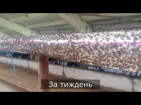 Видео: Липучка для мух Eco 10 м