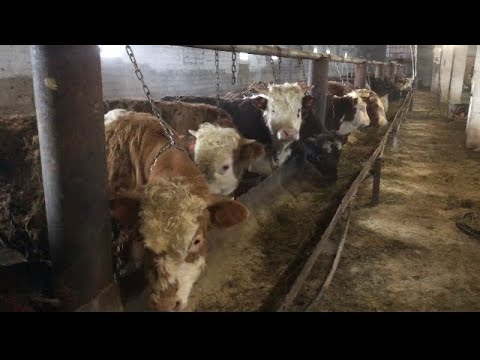 Видео: Как привязываем Быков на цепь Самый Лучишь Система￼￼