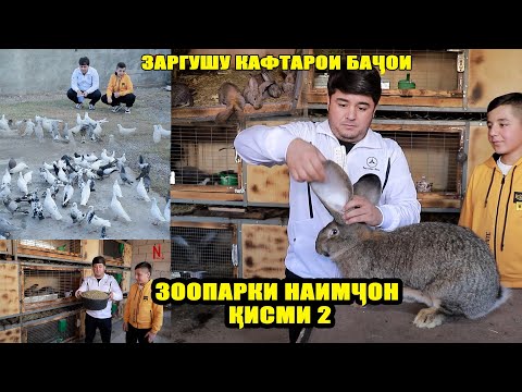 Видео: Заргушу Кафтарои Бачои. Зоопарки Наимчон Кисми 2