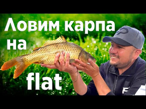 Видео: ЛОВЛЯ  КАРПА на ФЛЭТ ФИДЕР летом! Секреты ловли карпа на Flat Feeder!