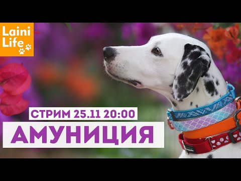 Видео: Амуниция для собак, чем я пользуюсь.