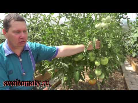 Видео: Причины плохого завязывания плодов томатов