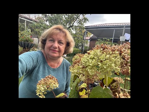 Видео: Марина Цветы и гортензии Релакс