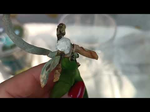 Видео: Размещение реанимашки в стимулирующую посадку🌿зачистка основания