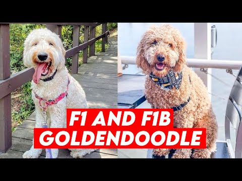 Видео: 7 ключевых различий между голдендудлями поколений F1 и F1b