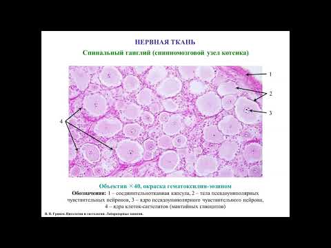 Видео: Нервная ткань, описание гистологических препаратов