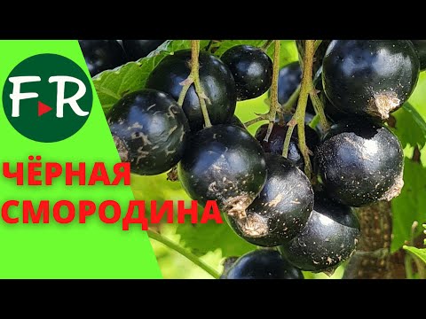 Видео: Бизнес на смородине. 130 га чёрной смородины. Промышленное выращивание под механическую уборку.