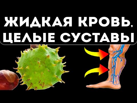 Видео: Конский каштан — конское здоровье! Вот какими станут сосуды и суставы всего после…