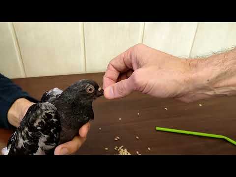 Видео: Кормление голубя из трубочки - как кормить вертячника - тяжелый случай, но есть выход!