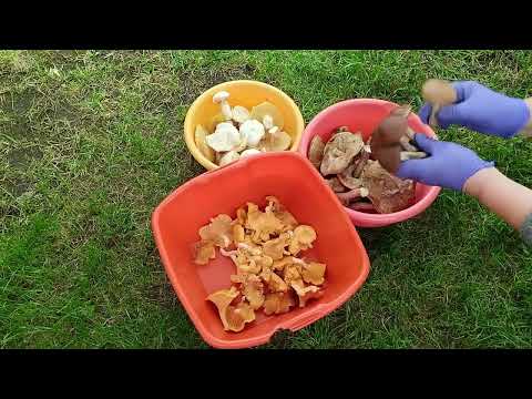 Видео: Лисички жареные с картошкой -это неповторимый вкус!