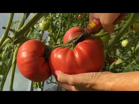 Видео: Помидоры гиганты тяжеловесы без химии и удобрений