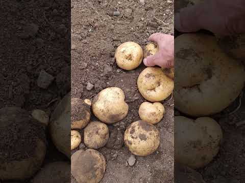Видео: Время уборки картофеля.