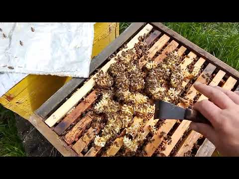 Видео: Протиройові відводки