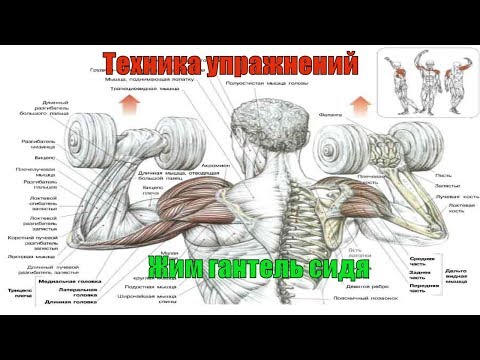 Видео: Жим гантель сидя. Как правильно жать гантели для развития дельт. Техника #8